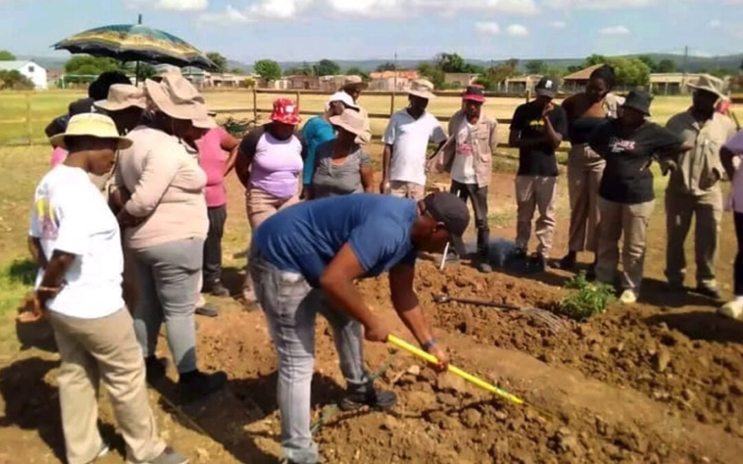 Empowering lives through urban economic farming (Limpopo)
