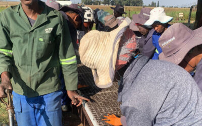 Acquiring work-ready farming skills (Gauteng)