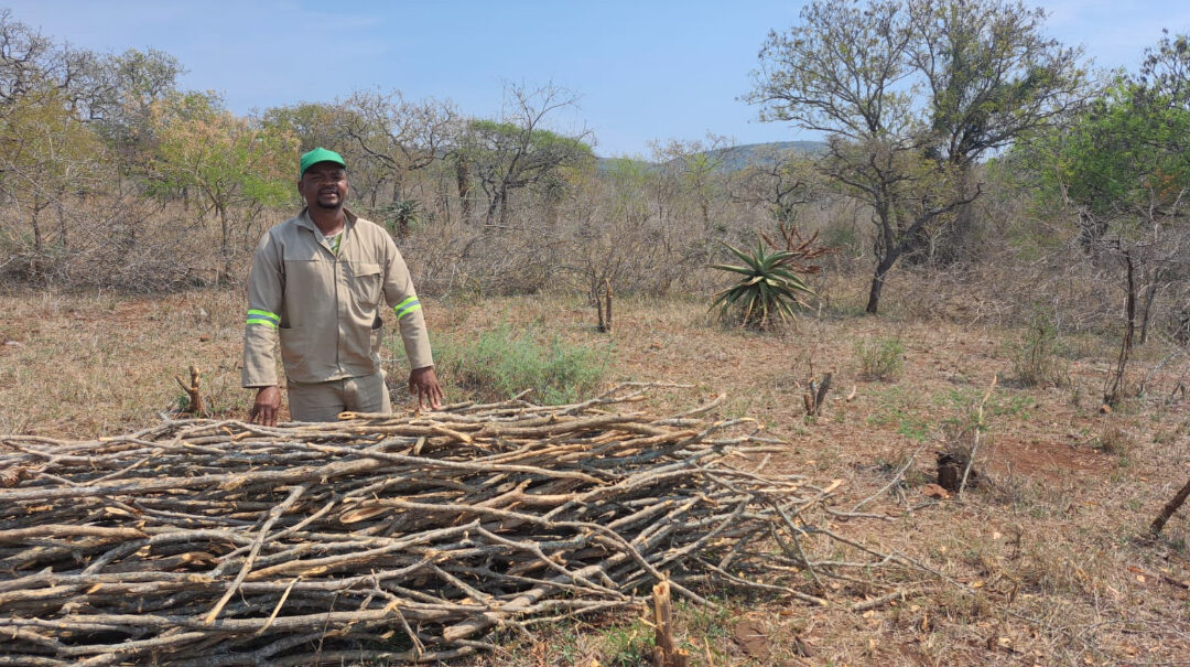 Invasive plants can be profitable (KwaZulu-Natal)