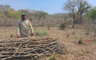 Invasive plants can be profitable (KwaZulu-Natal)