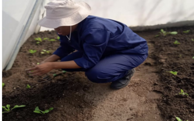 Transformation through agriculture