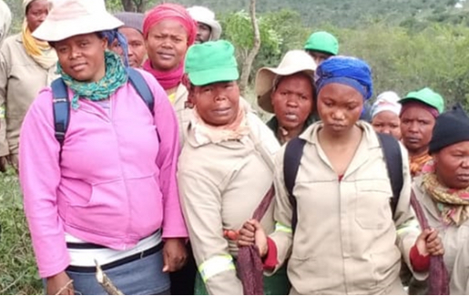 NGO Nexus Best Practices Invasive Vegetation Removal