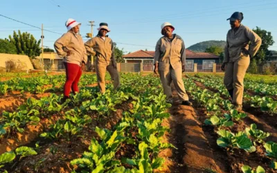 Case Study: Komati After Coal